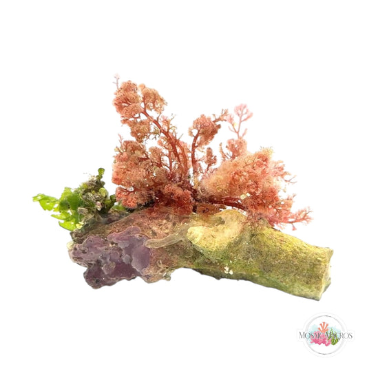 WYSWYG Brittle Lettuce & Flamingo Feather