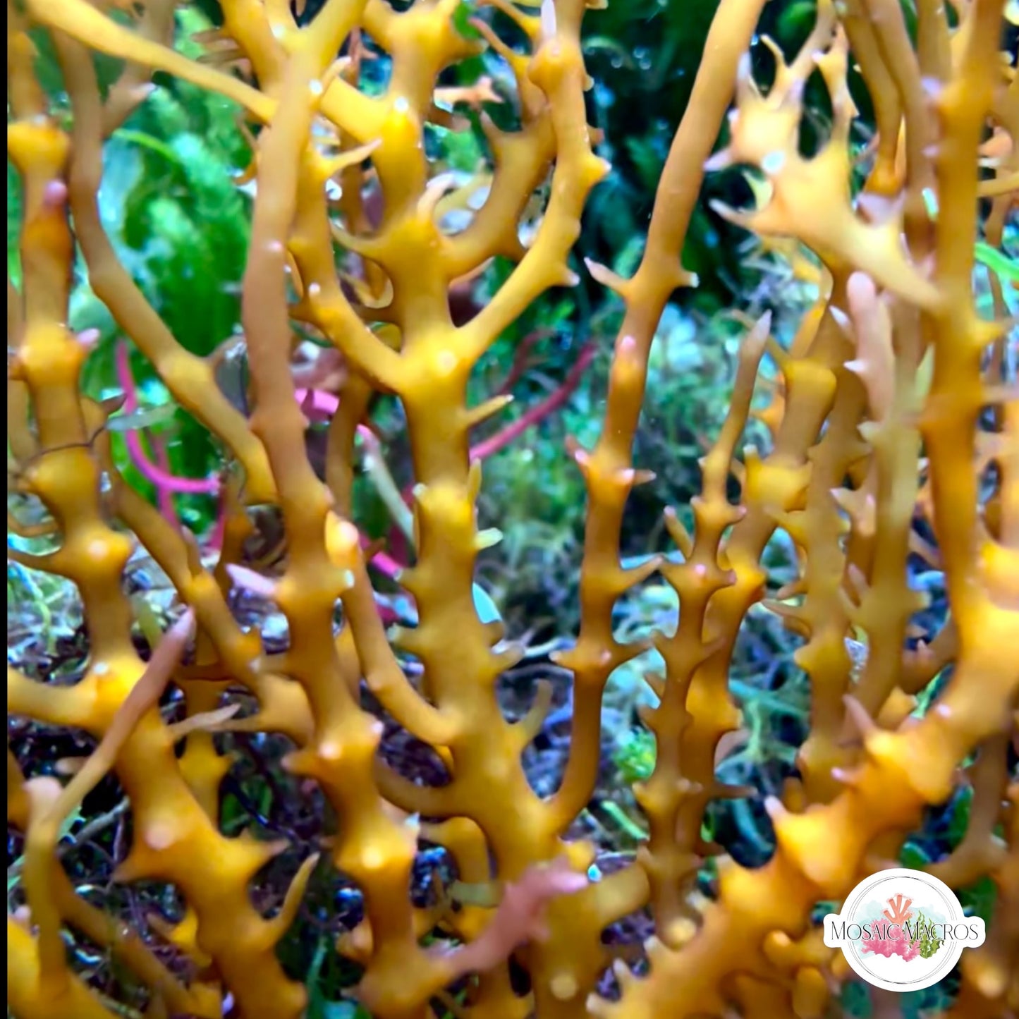 Spiny Seaweed Macroalgae | Eucheuma isiforme