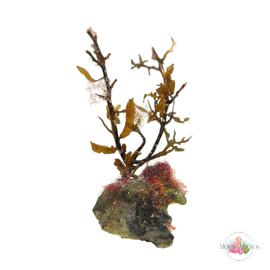 WYSWYG Sargassum