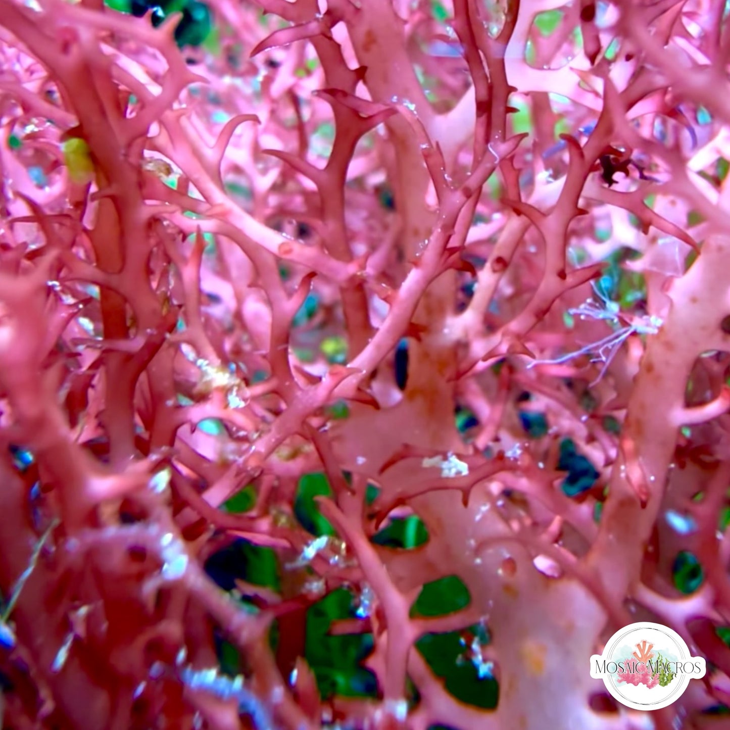 Rusty Lace Macroalgae | Portieria sp.