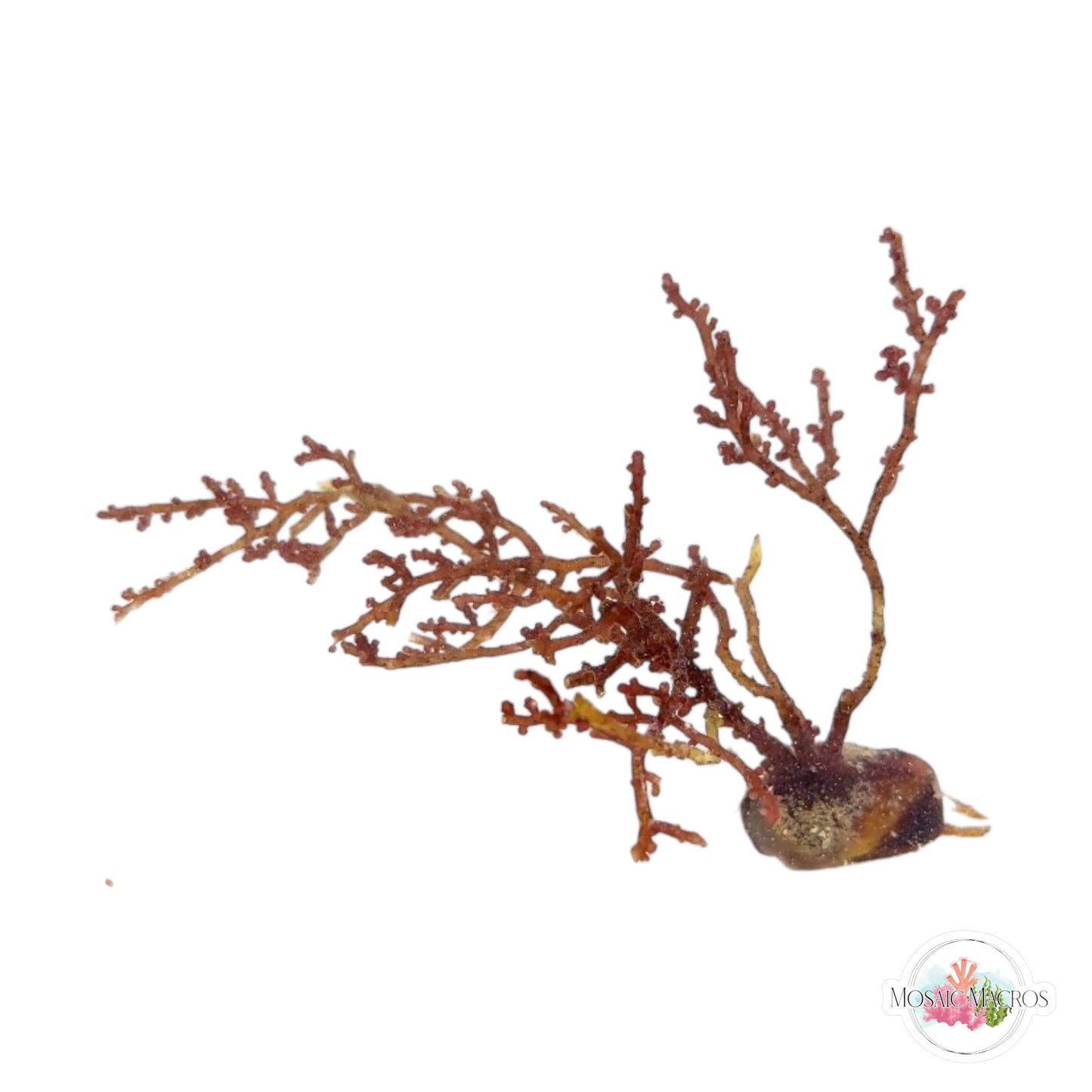 WYSWYG Knobby Laurencia