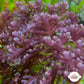 Flat Purple Laurencia Macroalgae| Laurencia sp.