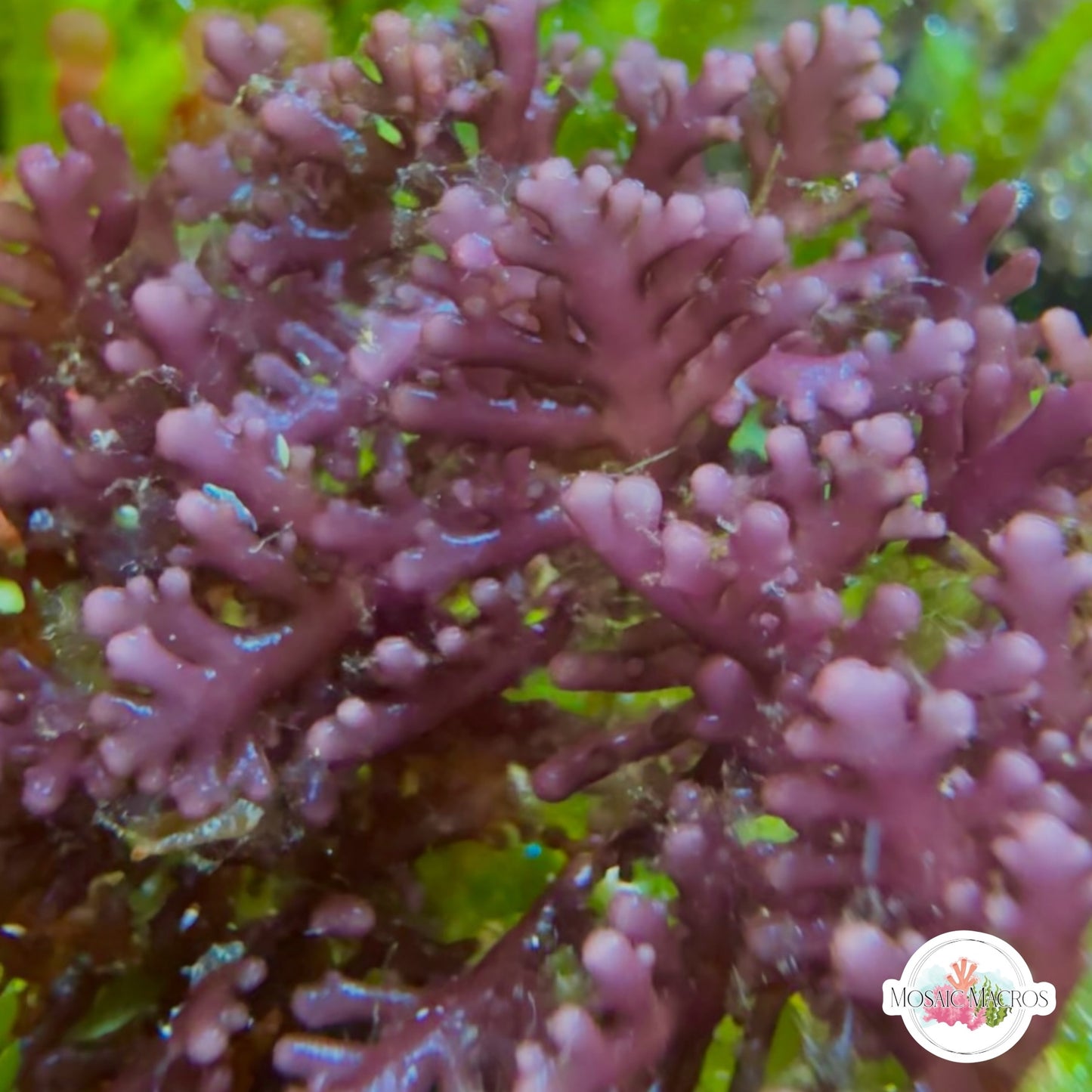 Flat Purple Laurencia Macroalgae| Laurencia sp.