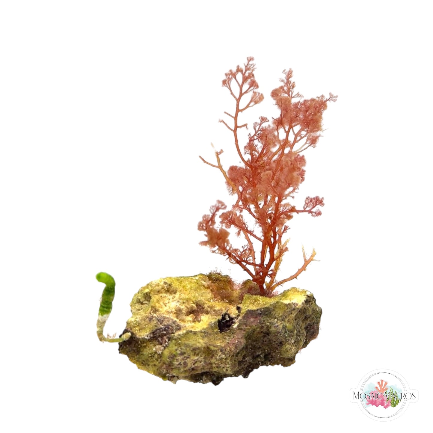 WYSWYG Flamingo Feather & Neomeris