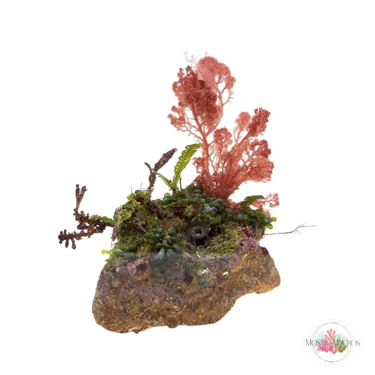 WYSWYG Flamingo Feather, Caulerpa, & Purple Laurencia