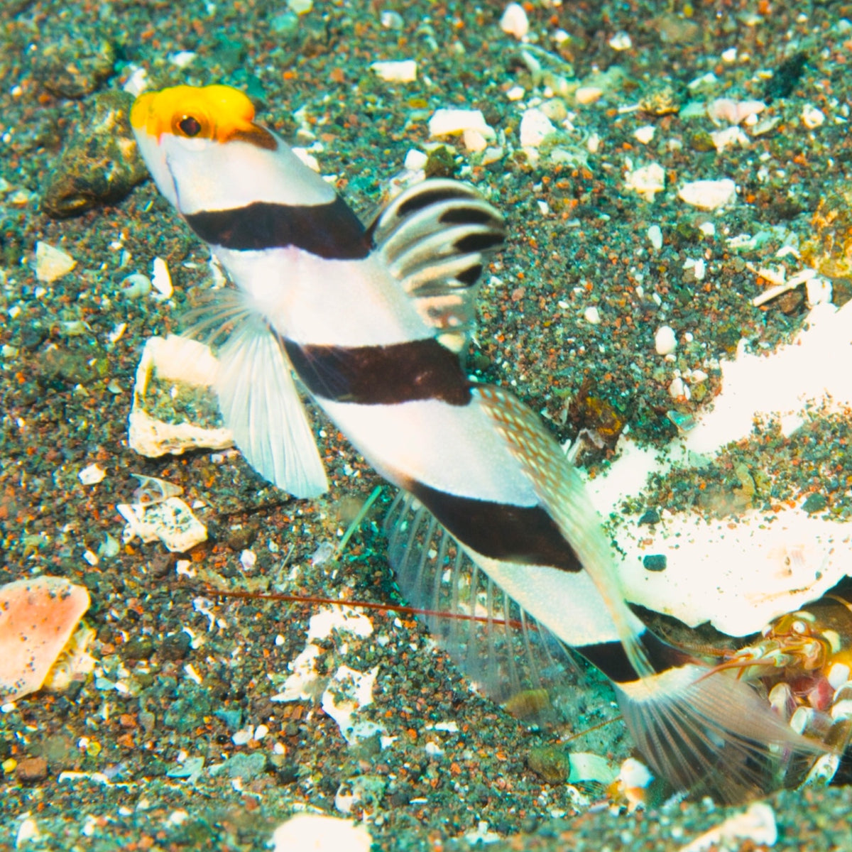 Antenna Shrimp Goby | Stonogobiops nematodes