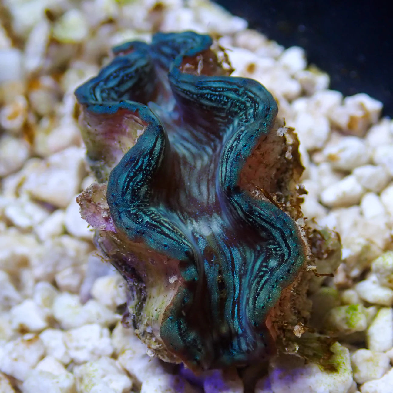 WYSWYG Blue Squamosa Clam | Tridacna squamosa