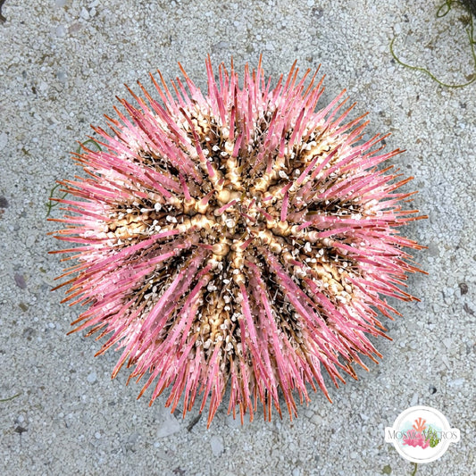 Pink Pincushion Urchin | Lytechinus variegatus