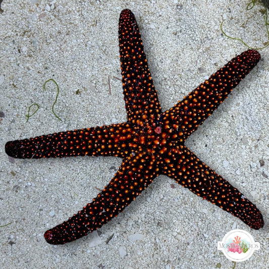 Knobby Thorns Starfish | Echinaster echinophorus