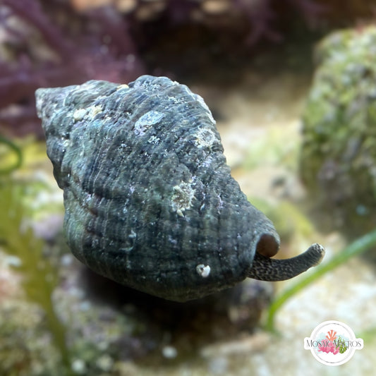 Predatory Rock Snail | Stramonita haemastoma