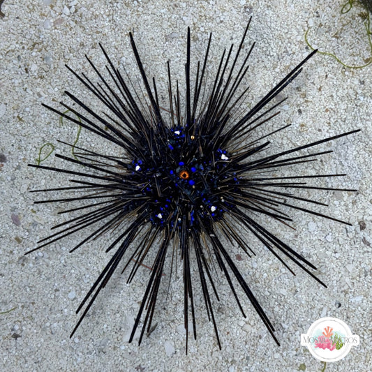 Pacific Longspine Urchin | Diadema setosum