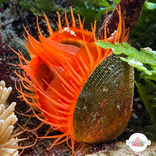 Flame Scallop (Rough File Clam) | Ctenoides scaber