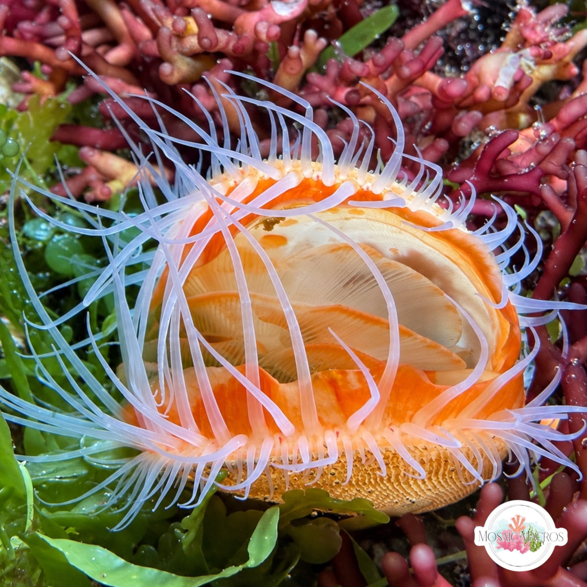 White Flame Scallop (Smooth File Clam) | Ctenoides mitis