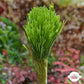 Merman’s Shaving Brush Macroalgae | Penicillus dumetosus