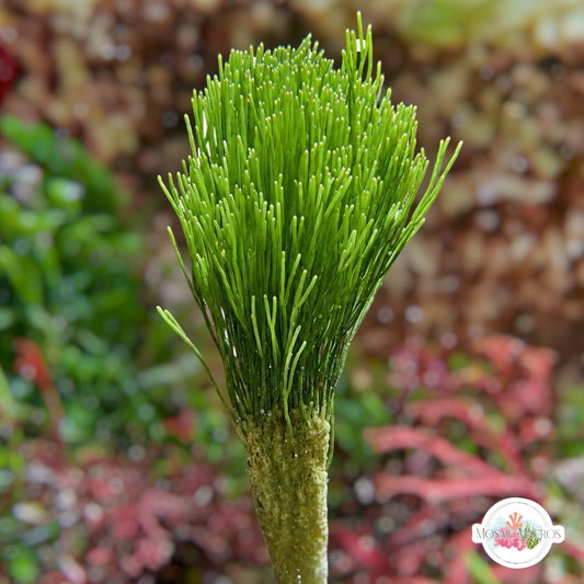 Merman’s Shaving Brush Macroalgae | Penicillus dumetosus