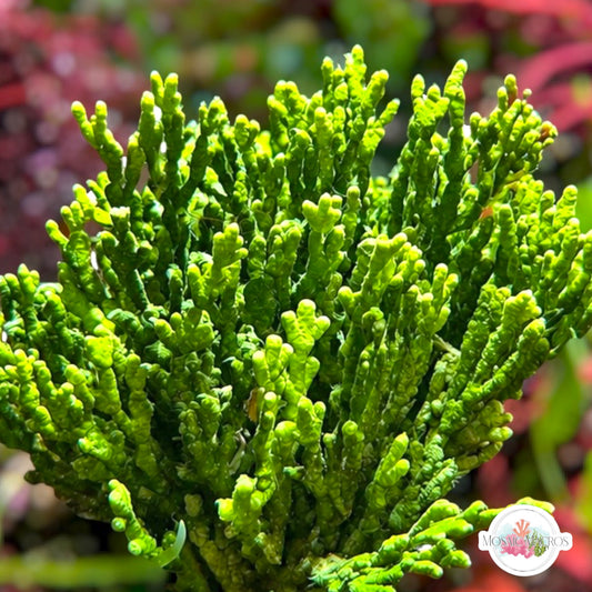 Forked Halimeda Macroalgae | Halimeda incrassata