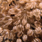 Pulsing Xenia | Xenia sp.