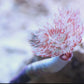 Coco Worm Feather Duster | Protula bispiralis