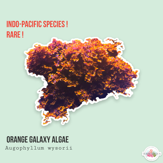 Orange Galaxy Algae | Augophyllum wysorii